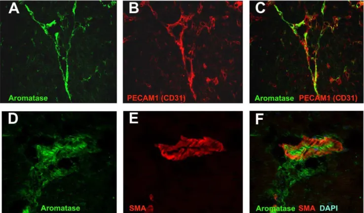 Figure 4. Aromatase co- localization with endothelial cells and smooth muscle cells in mouse heart studies using confocal microscopy