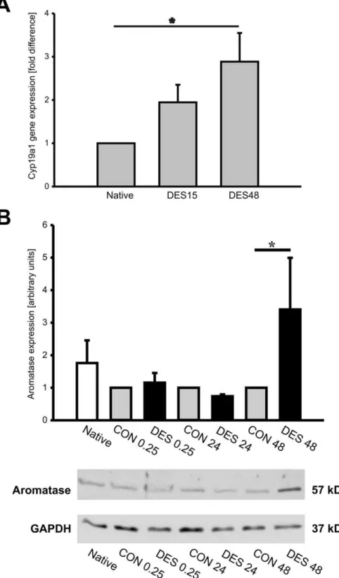 Figure 6. Aromatase upregulation by desflurane in vivo and in vitro . Male mice were treated with 1 MAC desflurane for 15 minutes, then were euthanized 15 minutes later (DES15) or 48 hours later (DES48)