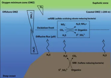 Figure 5. Schematic representation of the dynamics of a sulfidic event occurring in an oxygen minimum zone, e.g