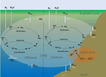 Figure 3. The marine nitrogen (N) cycle with the major onshore and offshore processes in the ETSP OMZ, modified from Kalvelage et al