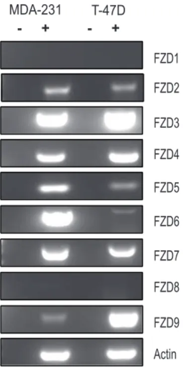 Figure 1. Variable frizzled receptor expression in breast cancer cell lines. A. Semi-quantitative RT-PCR analysis of frizzled receptors 1–