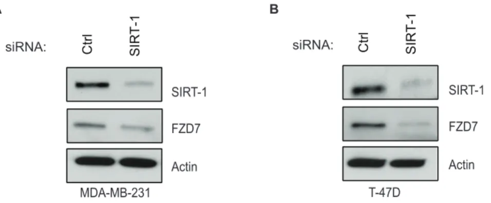 Figure 3. SIRT1 expression is positively correlated with FZD7 protein expression in vitro
