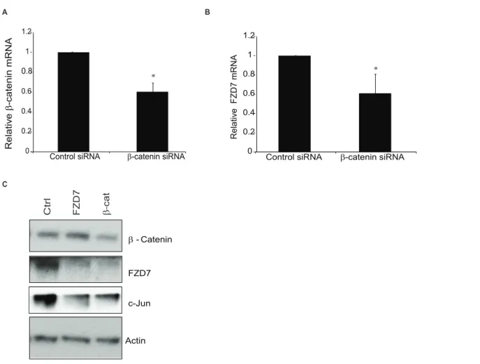 Figure 5. b-catenin knockdown recapitulates the affect of SIRT1/2 inhibition on FZD7. T-47D cells were treated for 24 hrs with siRNA against b-catenin (A) or FZD7 (B)