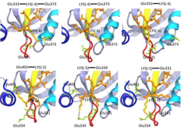 Figure 5. Different moments of the MD simulation of the PSD-95-PDZ3/KKETAV complex at pH 7.5
