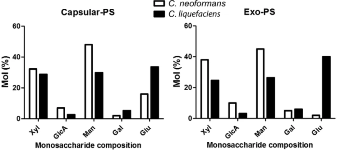 Figure 3. Monosaccharide composition of capsular and exo-PS of C. liquefaciens and C. neoformans 