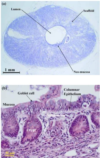 Figure 2:  (a) H&amp;E staining of scaffold at 4 weeks after organoid implantation. 4 weeks after organoid unit implantation there is evidence of mucosa and submucosa  lining  the  entire  circumference  of  the luminal surface of the scaffold