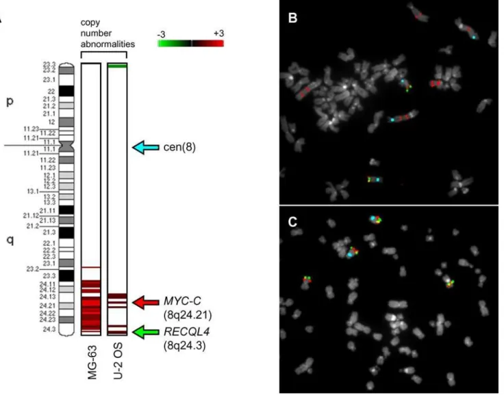 Figure 8. Validation of array-CGH abnormality calls by metaphase FISH. A: the copy number abnormality calls identified by array-CGH analysis are shown on the left side of the chromosome 8 ideogram (850-band resolution) for each cell lines
