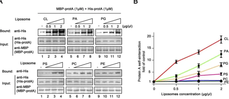 Figure 7. Specific anionic phospholipids stimulate protein A self-interaction. (A–B) MBP pull-down was performed on the increasing concentrations (wt/vol) of liposomes generated from specific purified phospholipids with MBP-protA-His-protA complex