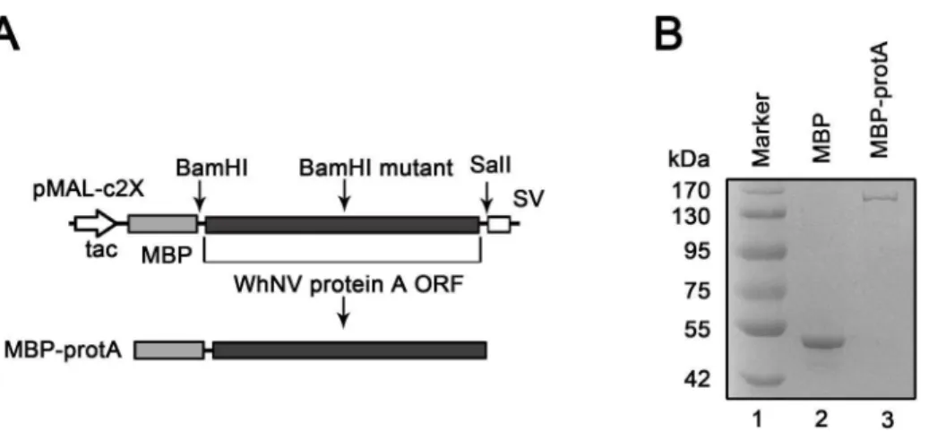 Figure 2. Characterization of WhNV protein A self-interaction. (A) Protein A exhibited self-interaction