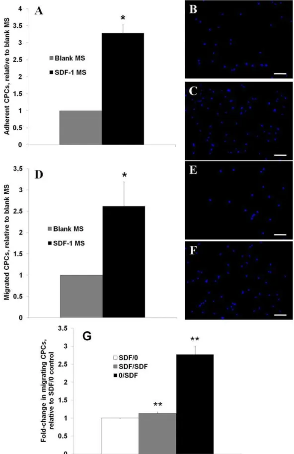 Fig. 3. Effects of blank (no SDF-1) and SDF-1 loaded microspheres on cultured primary CPCs