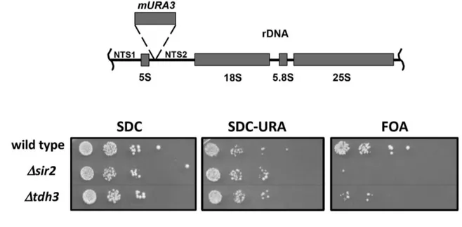 Figure 2. Tdh3 regulates silencing and recombination at the rDNA repeats. (A) Tdh3 regulates silencing at the rDNA locus