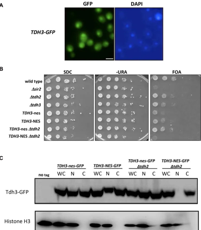 Figure 4. Nuclear localization of Tdh3 influences transcriptional silencing at the telomere