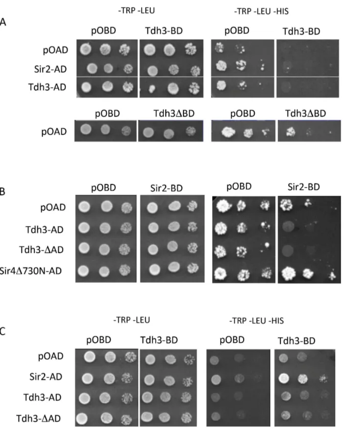 Figure 5. Physical and functional interaction between Tdh3 and Sir2 in a two-hybrid assay