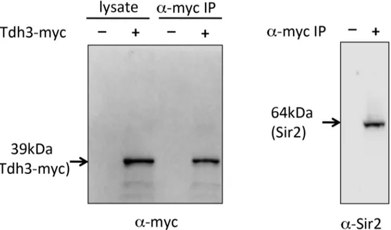Figure 6. Co-immunoprecipitation of Tdh3 and Sir2. A Tdh3-myc fusion protein was immunoprecipitated from yeast cell lysates