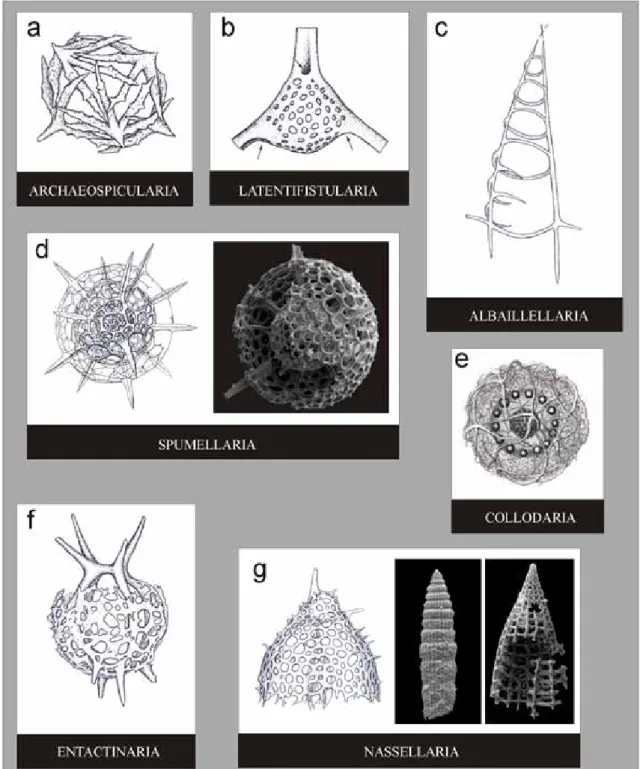 Figura 2. Ordens de radiolários Polycystina: a-Archaeospicularia;  b-Latentifistularia; c-Albaillellaria; d-Spumellaria;  e-Collodaria; 