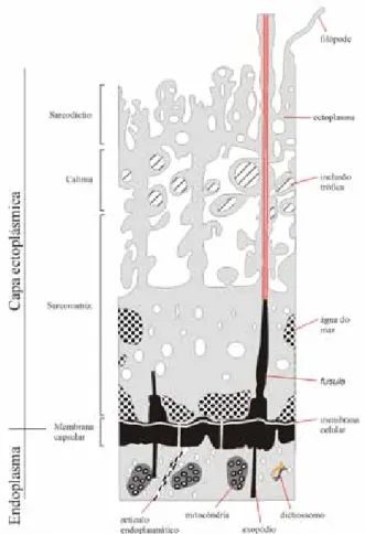 Figura 3. Relação entre o endoplasma, membrana capsular,  membrana celular, fusules e a capa ectoplásmica (Modificado  de De Wever et al