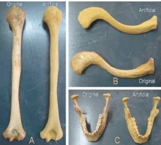 Fig. 1:  Show ing original bone and it s art ificial bone. A- A-Hum erus, B- Clavicle, C- M andible.