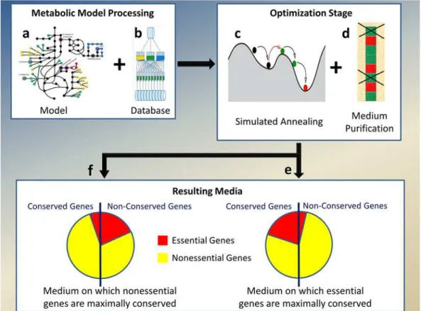 Fig 1. Algorithm for finding a medium with the maximal separation between dN/dS values of essential and nonessential genes
