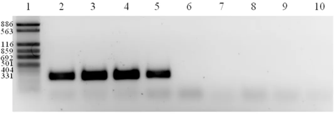 Figure 6. Two-dimensional proteomes of (A) non-infected Caco-2 cells (pI 4–7), (B) Caco-2 cells infected with C