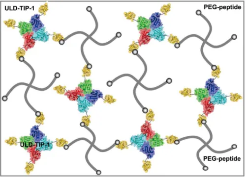 Figure 1. A cartoon representation to illustrate the formation of the hydrogels. 3D networks of the hydrogels are formed by the specific protein-peptide interaction