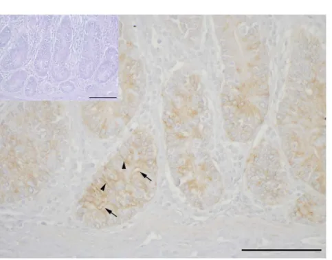 Fig 6. Representative single immunohistochemistry for CLDN2 in mid jejunal epithelial paraffin sections of (N+/Ca+) goats