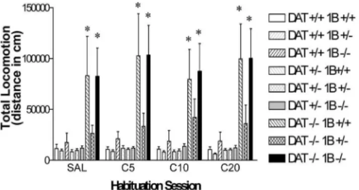 Fig. 2. Experiment 1: Baseline locomotor activity in well habituated combined DAT/5-HT1B KO mice.