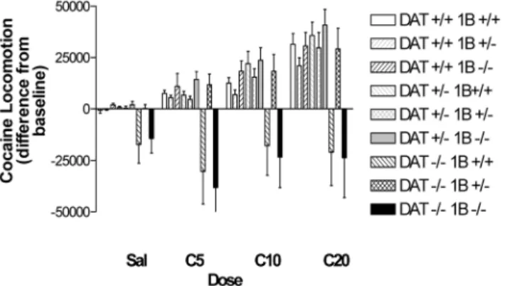Fig. 3. Experiment 1: Cocaine-induced locomotion in well habituated DAT/5-HT1B KO mice