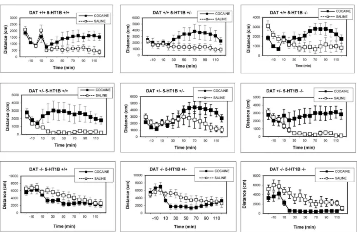 Fig. 5. Experiment 2: Time-course of locomotor activity in DAT/5-HT1B KO mice, short habituation sessions