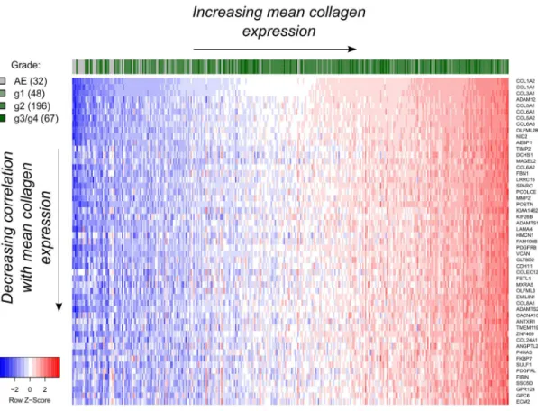 Fig 2. Gene expression profile of the top 50 hits (53 including COL1A1 , COL1A2 and COL3A1 ) obtained from the nearest neighbor (NN) gene expression analysis using mean collagen expression as a reference for TCGA OSCC data