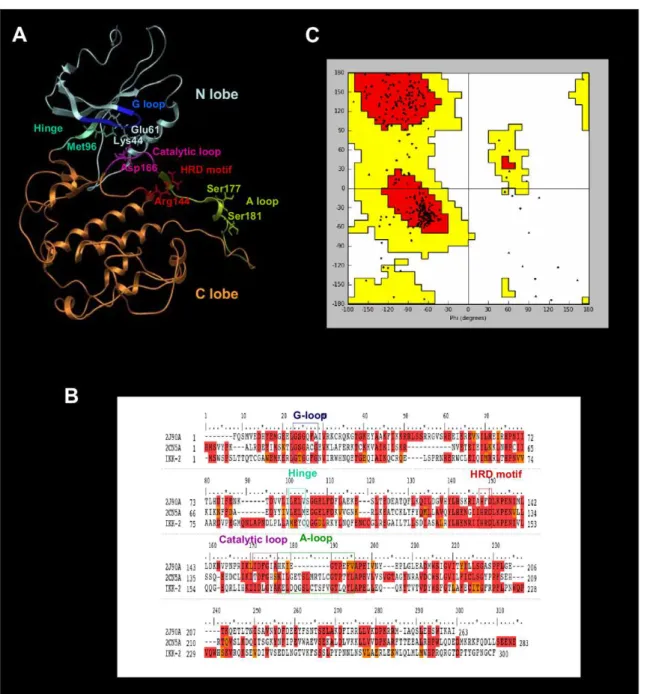 Figure 1. The homology model for the the kinase domain of hIKK-2. The best homology model for the kinase domain of hIKK-2 obtained in our study (Figure 1A), the multiple sequence alignment used to guide its modeling (Figure 1B) and its Ramachandran plot (F