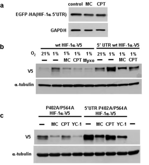 Figure 6. Mitomycin C and camptothecin mediated inhibition of HIF-1a protein synthesis is independent of the HIF-1a 5 9 UTR