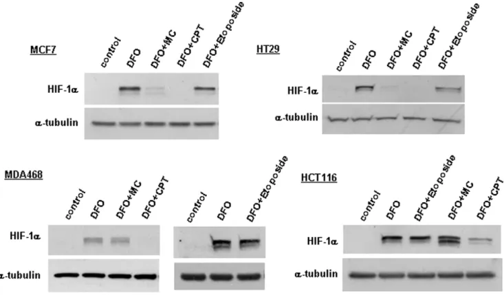 Figure 4. The effect of mitomycin C, camptothecin and etoposide on HIF-1 a protein concentrations in different cell lines
