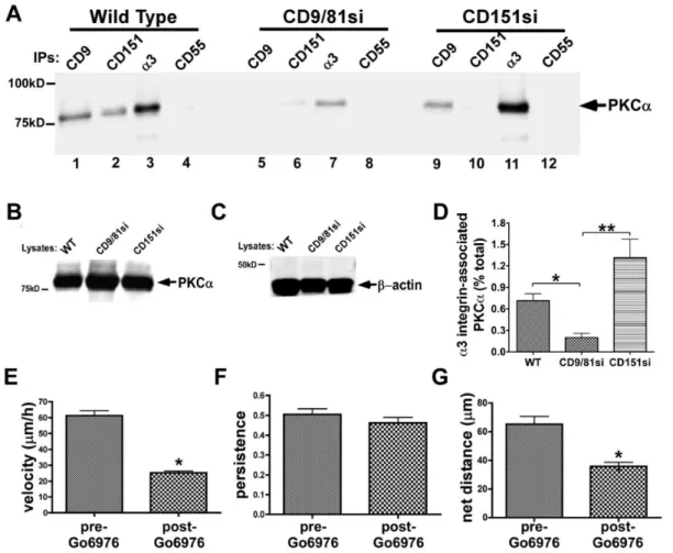 Figure 6. CD9/CD81 promotes PKCa-a3b1 integrin association, and PKCa promotes a3b1-dependent MDA-MB-231 cell motility