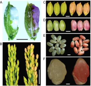 Fig. 3. Visual detection of the far-red fluorescent fusion protein of the transgenic rice seeds