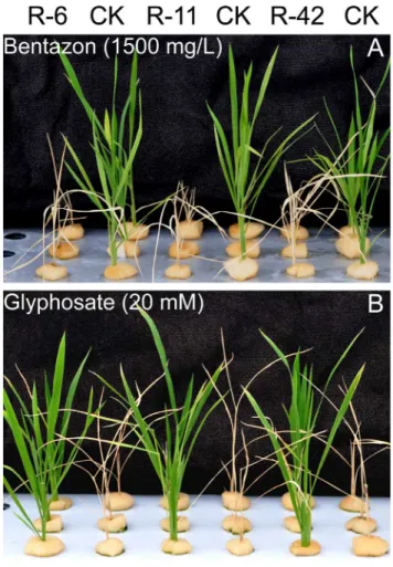 Fig. 4. Sensitivity test of transgenic rice plants to bentazon and glyphosate. The T2 transgenic rice events (R-6, R-11 and R-42) along with non-transgenic ones (CK) were cultured in greenhouse and sprayed with 1500 mg/L bentazon (A), or 20 mM glyphosate (