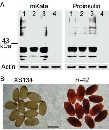 Fig. 6. Analysis of the fusion protein in transgenic rice seeds. A) Protein levels of fusion protein of mKate and human proinsulin in non-transgenic control and three independent transgenic events R-6, R-11 and R-42.