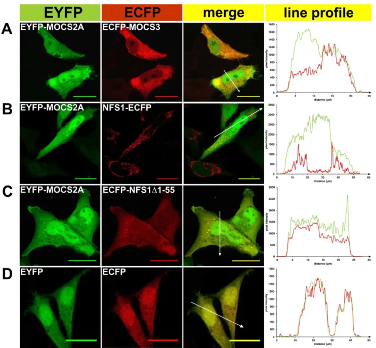 Figure 3. Fluorescent microscopy of EYFP/ECFP fusion proteins expressed in HeLa cells