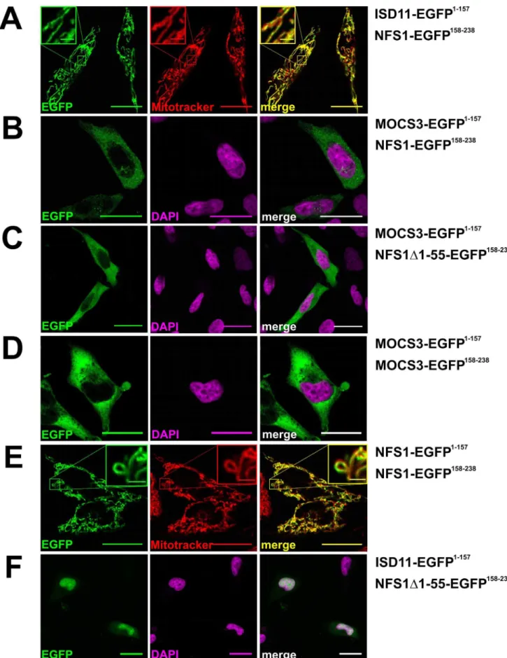Figure 4. Analysis of NFS1 and MOCS3 interactions by using the split-EGFP system in HeLa cells