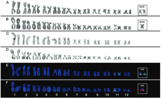 Figure 1. Karyotypes of S. auratus (a, c, e) and S. eurydice (b, d, f) after Giemsa-staining (a, b), C- C-banding (c, d) and base-speciic luorochrome staining (e, f)