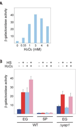 Figure 4. Hsf1 response to oxidative stress is lost in stationary- stationary-phase yeast and depends on Yap1