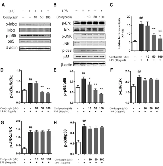 Figure 6 Effect of cordycepin on the LPS-induced activation of the NF- κ B and MAPK pathways