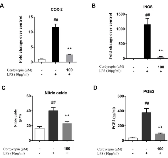 Figure 3 Cordycepin decreases the LPS-induced production of PGE2 and NO in NP cells. (A, B) Real-time PCR indicated that cordycepin reversed the LPS-induced increased gene expression of Cox-2 and iNOS