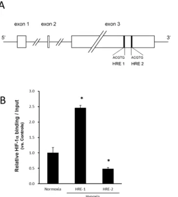 Fig 8. (A) The HIF – 1 α -binding responsive element (5'-ACGTG – 3') is called the HRE