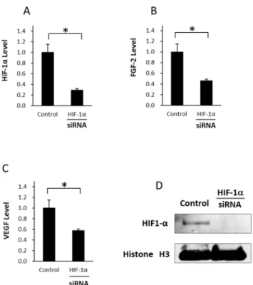 Fig 9. Influence of HIF – 1 α knockdown by siRNA in ASCs under hypoxia (A) The relative mRNA expression levels of HIF – 1 α in ASCs after transfection for 48 h under hypoxia