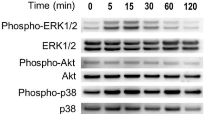 Fig 2. Effects of hypoxia on the expression of Erk, Akt, p38, and NF- ĸ B in ASCs. Hypoxia activated the Erk and Akt pathways