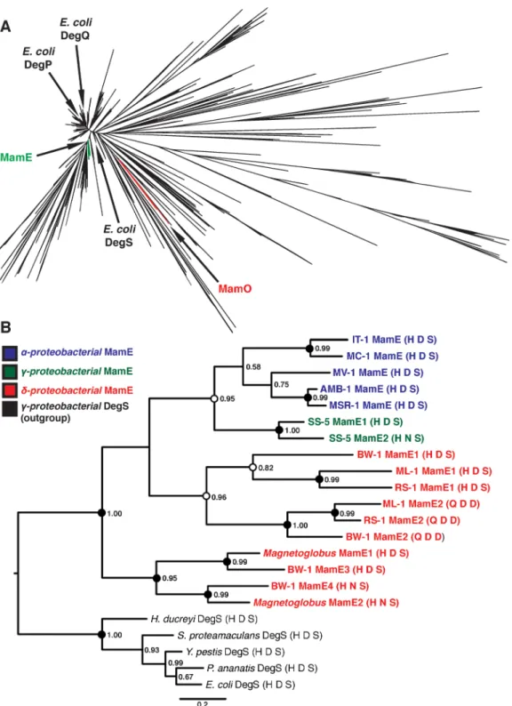 Fig 7. Phylogenetic analysis of magnetotactic trypsin-like proteins. (A) Phylogeny of the “Deg” branch created from the trimmed Trypsin-2 alignment.