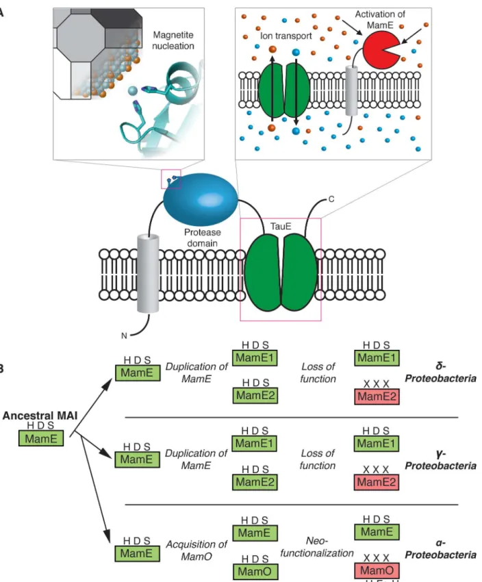 Fig 8. MamO in magnetosome formation and evolution. (A) A dual role in biomineralization