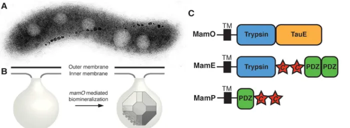 Fig 1. MamO promotes the nucleation of magnetosome crystals. (A) TEM micrograph of a wild-type AMB-1 cell