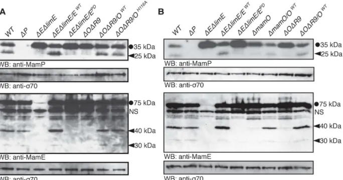 Fig 3. Genetic requirements for proteolytic processing of biomineralization factors. Full-length proteins are marked with a circle and proteolytic fragments with a carat