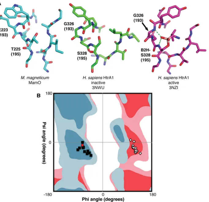 Fig 4. Steric constraints on the MamO active site. (A) Comparison of active site structures, showing MamO in the inactive conformation